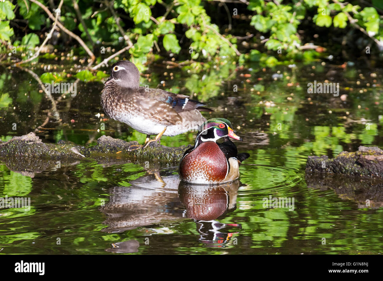 Male and Female pair of Wood Duck in the lake at Crystal Springs Rhododendron Garden Stock Photo