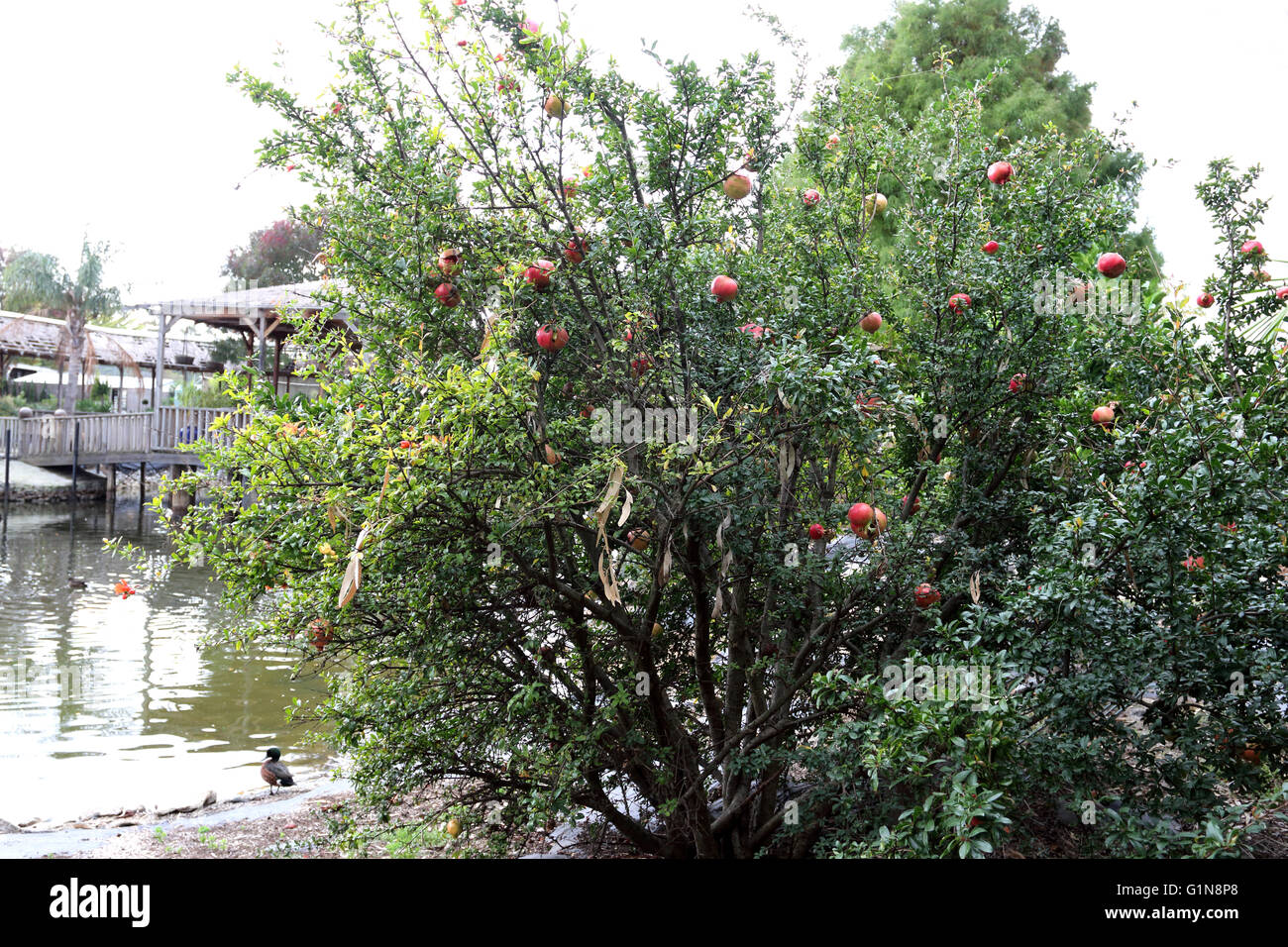 Pomegranate tree growing near water Stock Photo Alamy