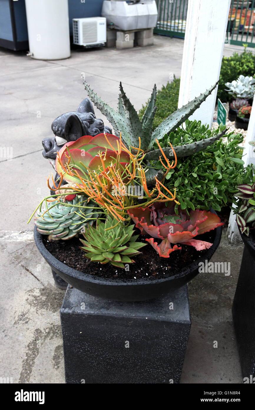 Mixed varieties succulents hires stock photography and images Alamy
