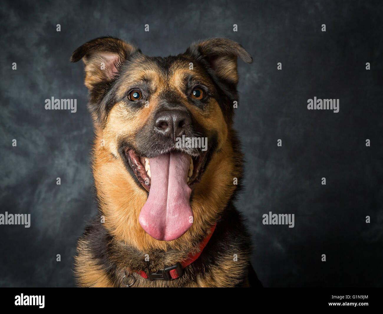 Coco dog hi-res stock photography and images - Alamy