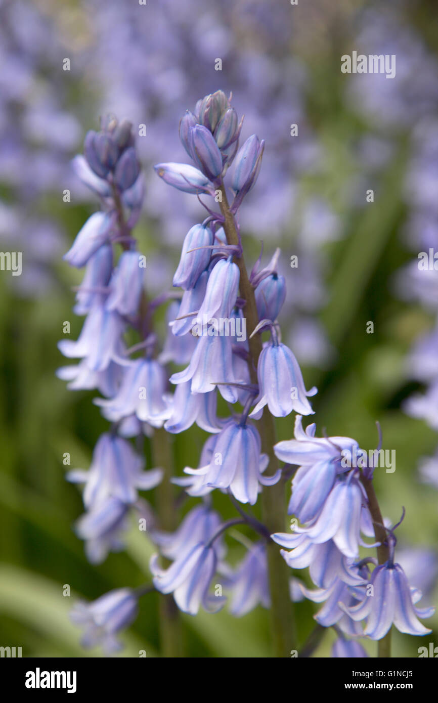 Detail on Bluebells in English Park Stock Photo - Alamy