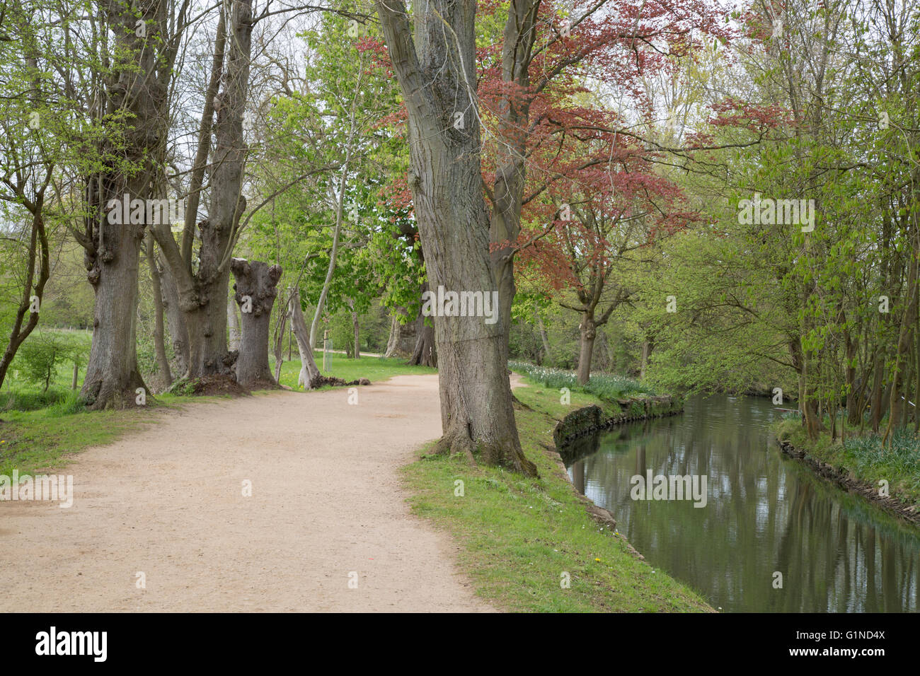 Christ Church Meadow and River Cherwell, Oxford, England, UK Stock Photo