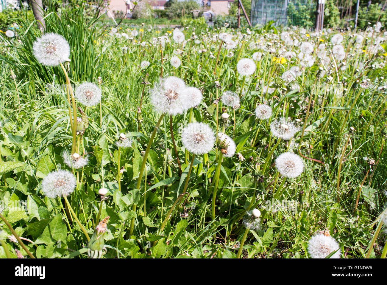 Common Dandelions (Taraxacum officinale) that have gone to seed with the globe shaped dandelion 'clock' visible Stock Photo