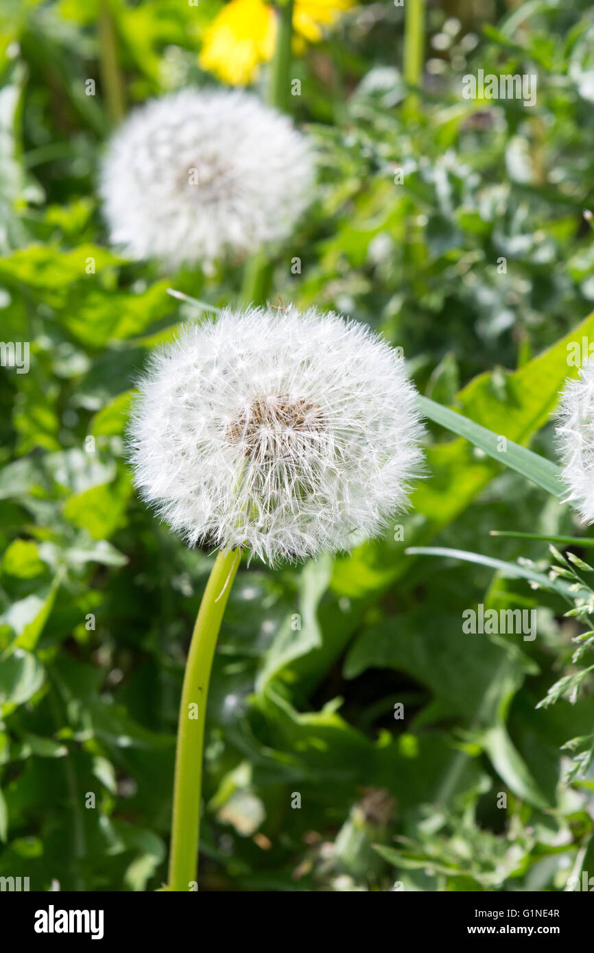 Common Dandelions (Taraxacum officinale) that have gone to seed with the globe shaped dandelion 'clock' visible Stock Photo