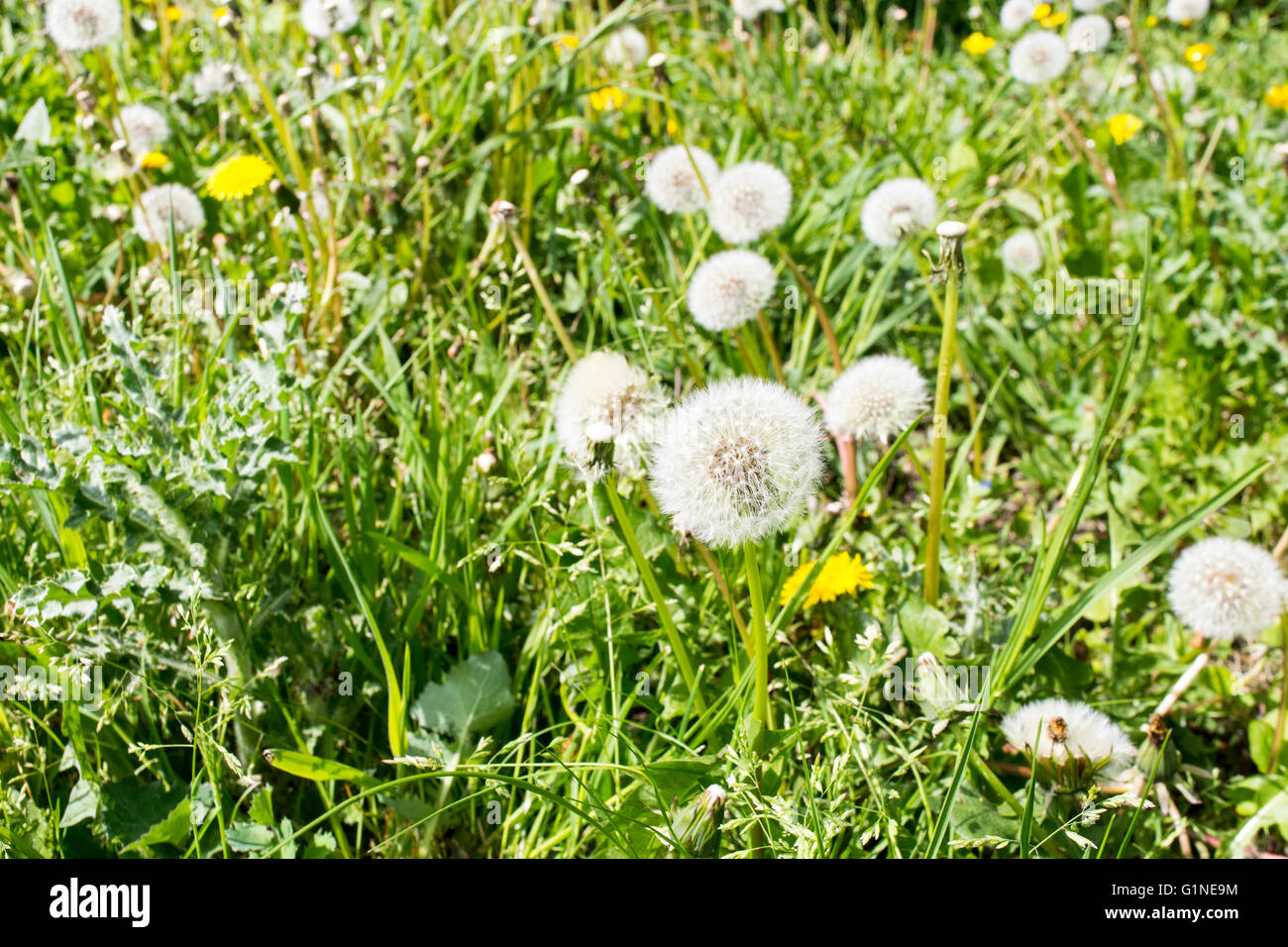 Common Dandelions (Taraxacum officinale) that have gone to seed with the globe shaped dandelion 'clock' visible Stock Photo