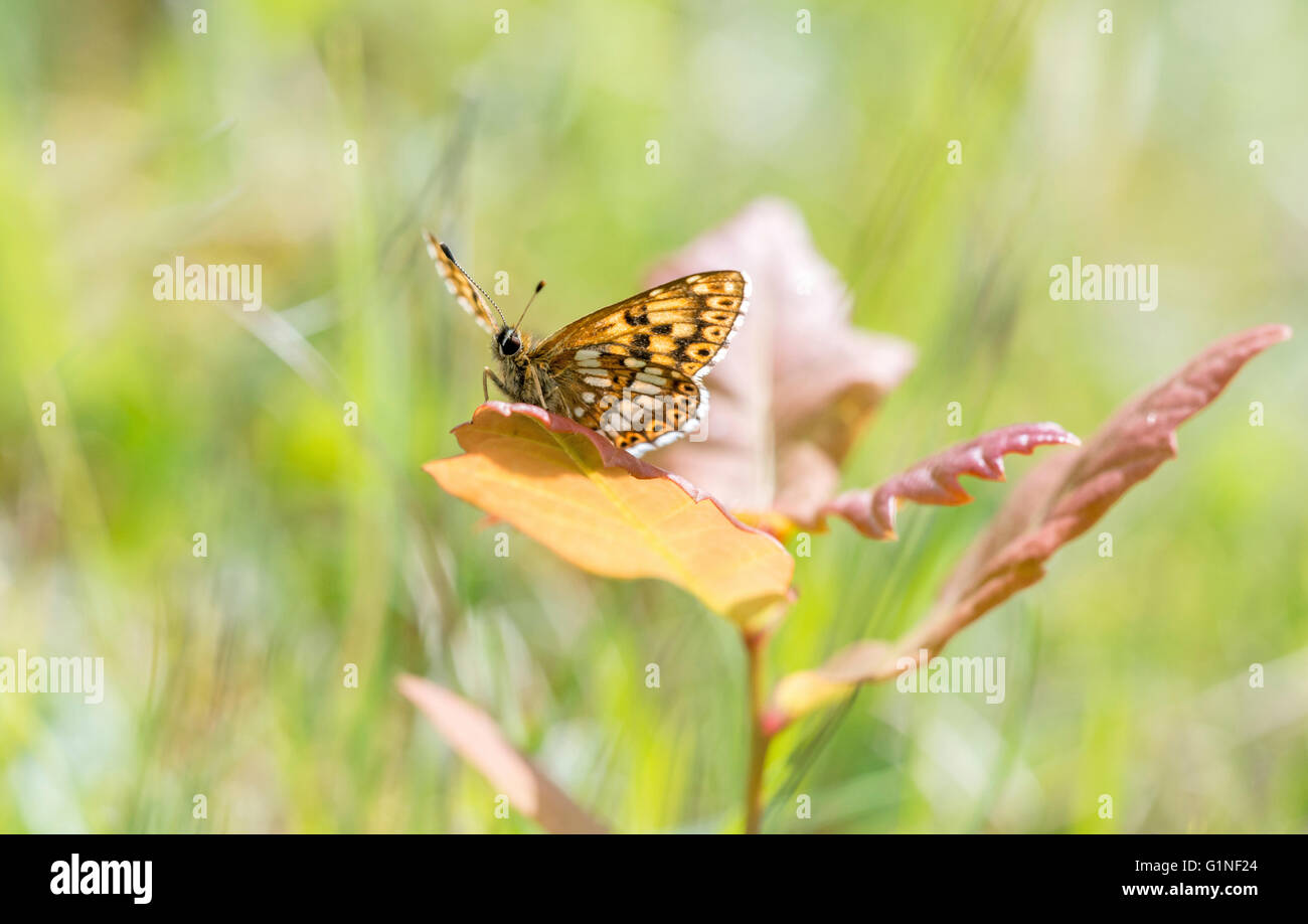 Duke of burgundy butterfly (Hamearis lucina). Underside of an adult perched on an oak sapling Stock Photo