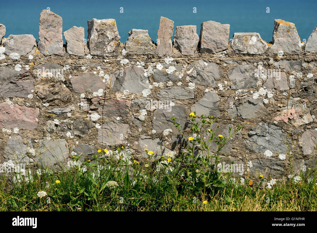 Wildflowers growing at the base of a stone wall Stock Photo - Alamy