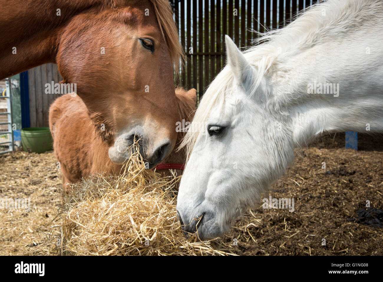 Horses eating straw in a barn Stock Photo Alamy