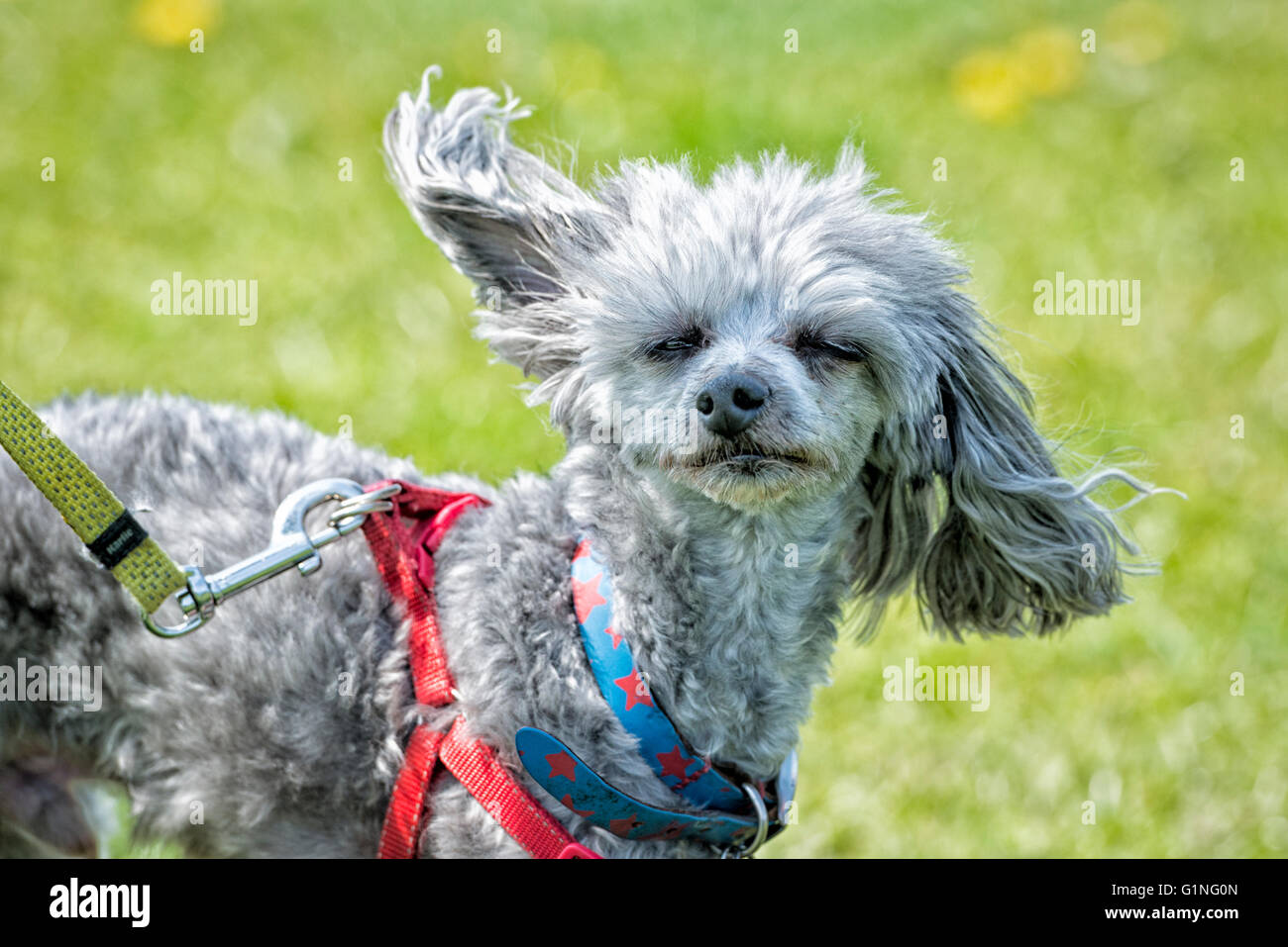 Is Blowing Wind Into My Dogs Ear Bad