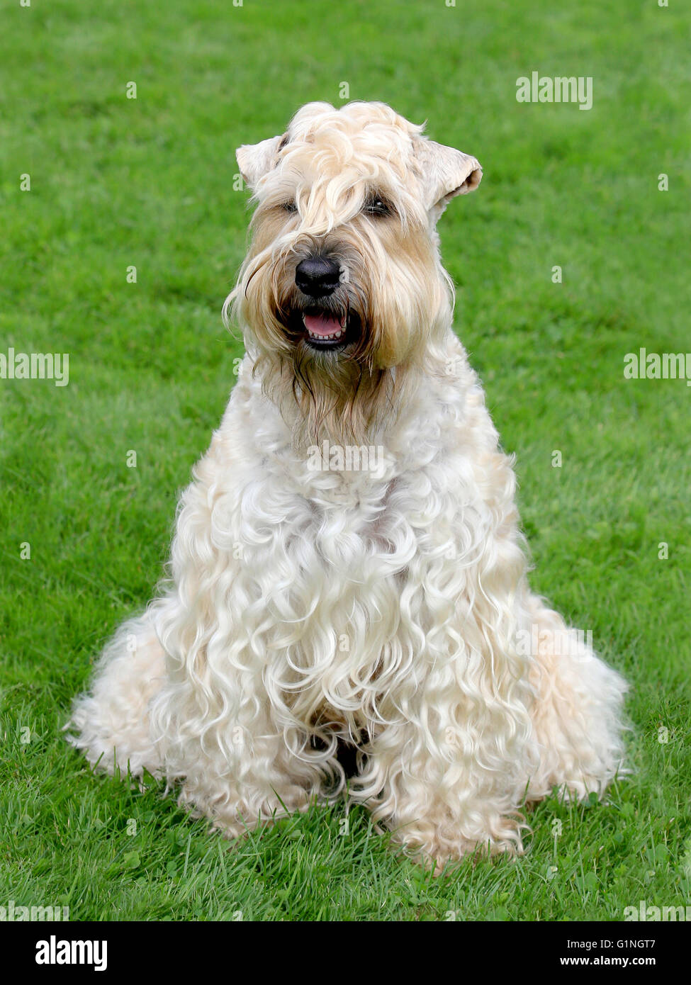 Wheaten terrier hot sale origin