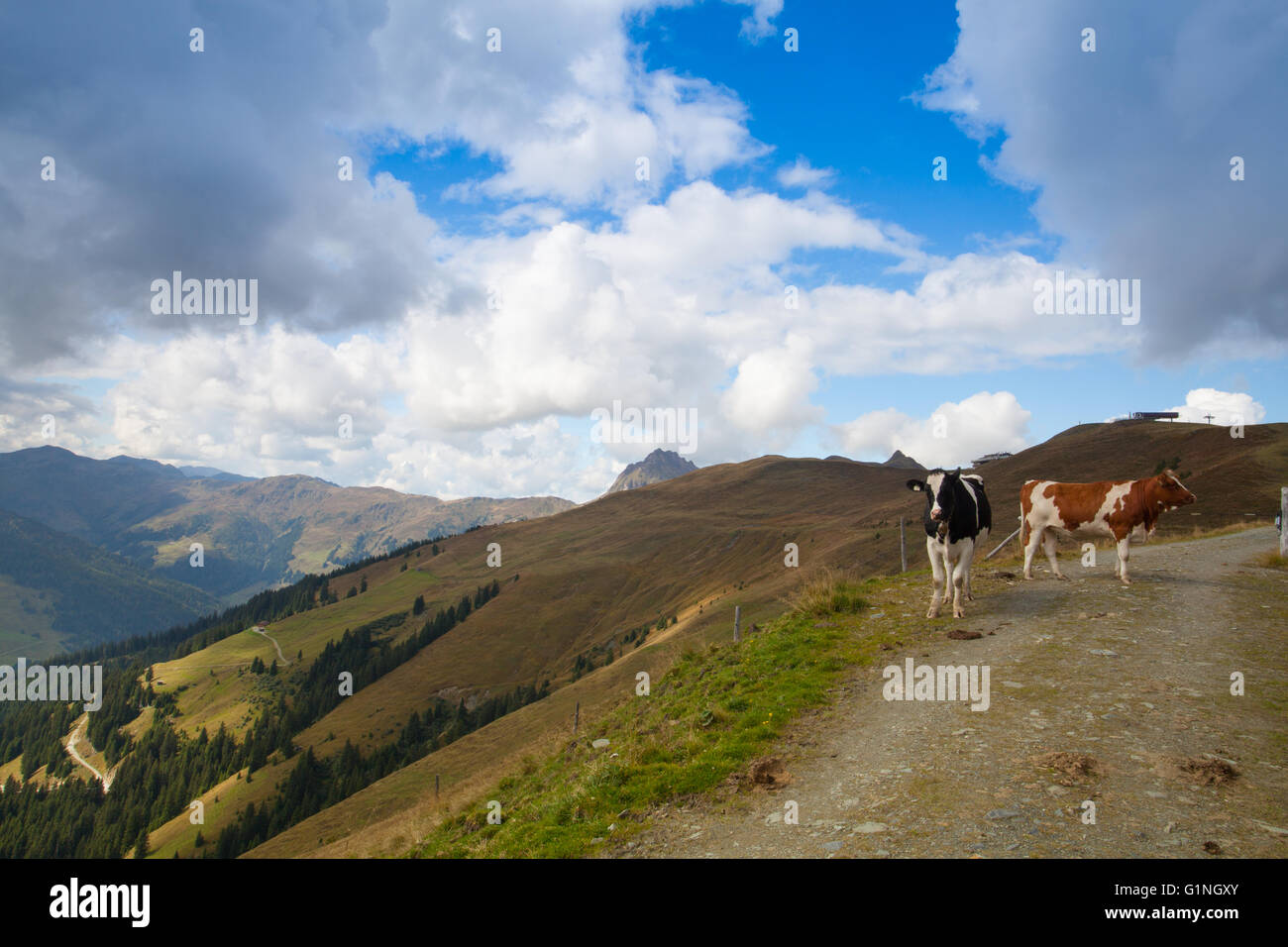 Two cows on the trail in autumn Tyrolean Alps Stock Photo