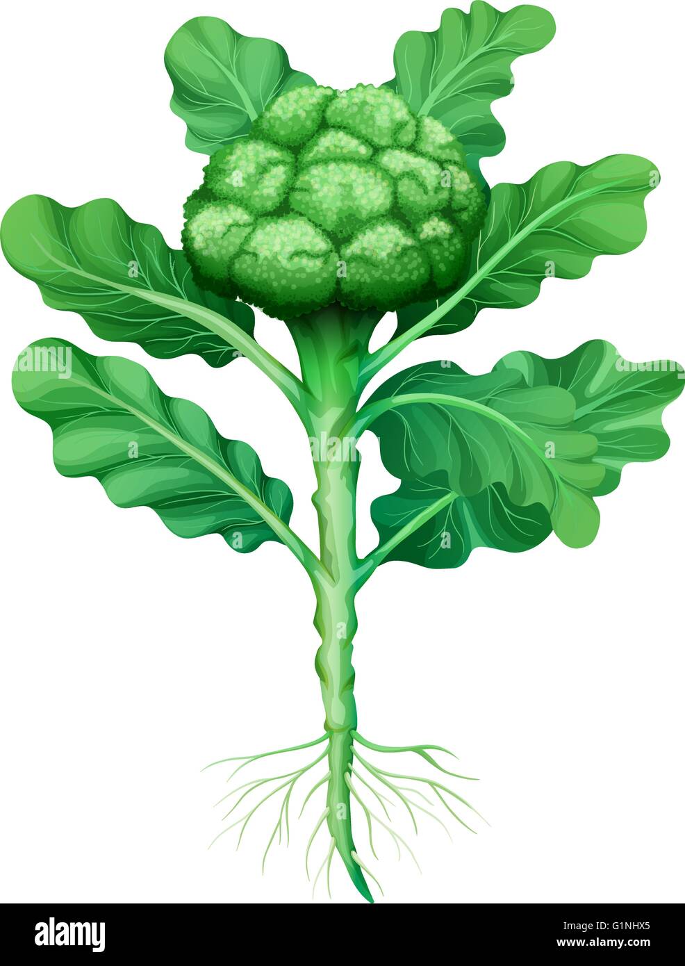 Broccoli with leaves and roots illustration Stock Vector Image & Art