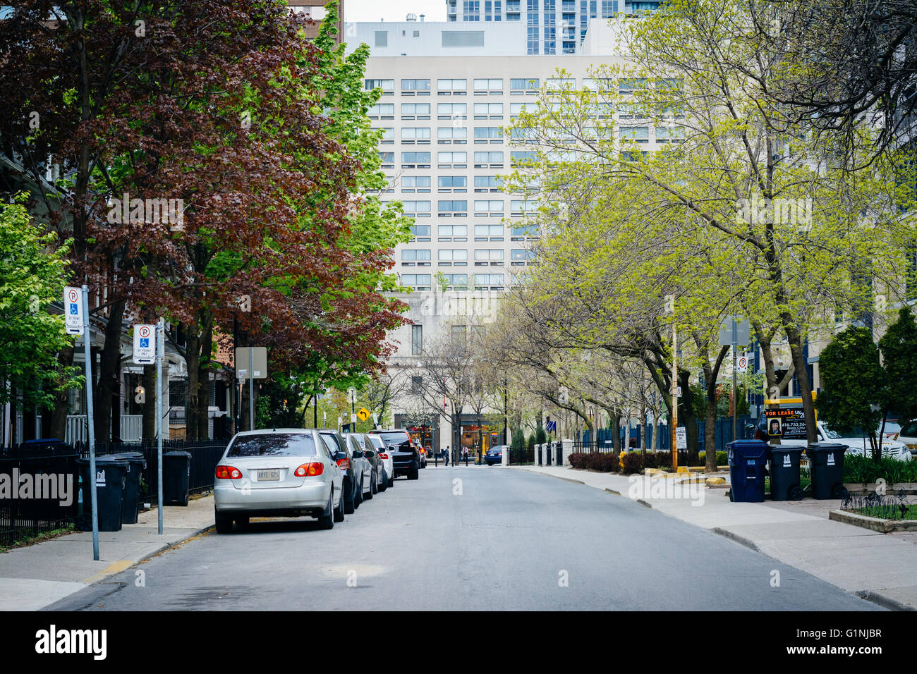Houses and spring color on McGill Street, near Ryerson University, in