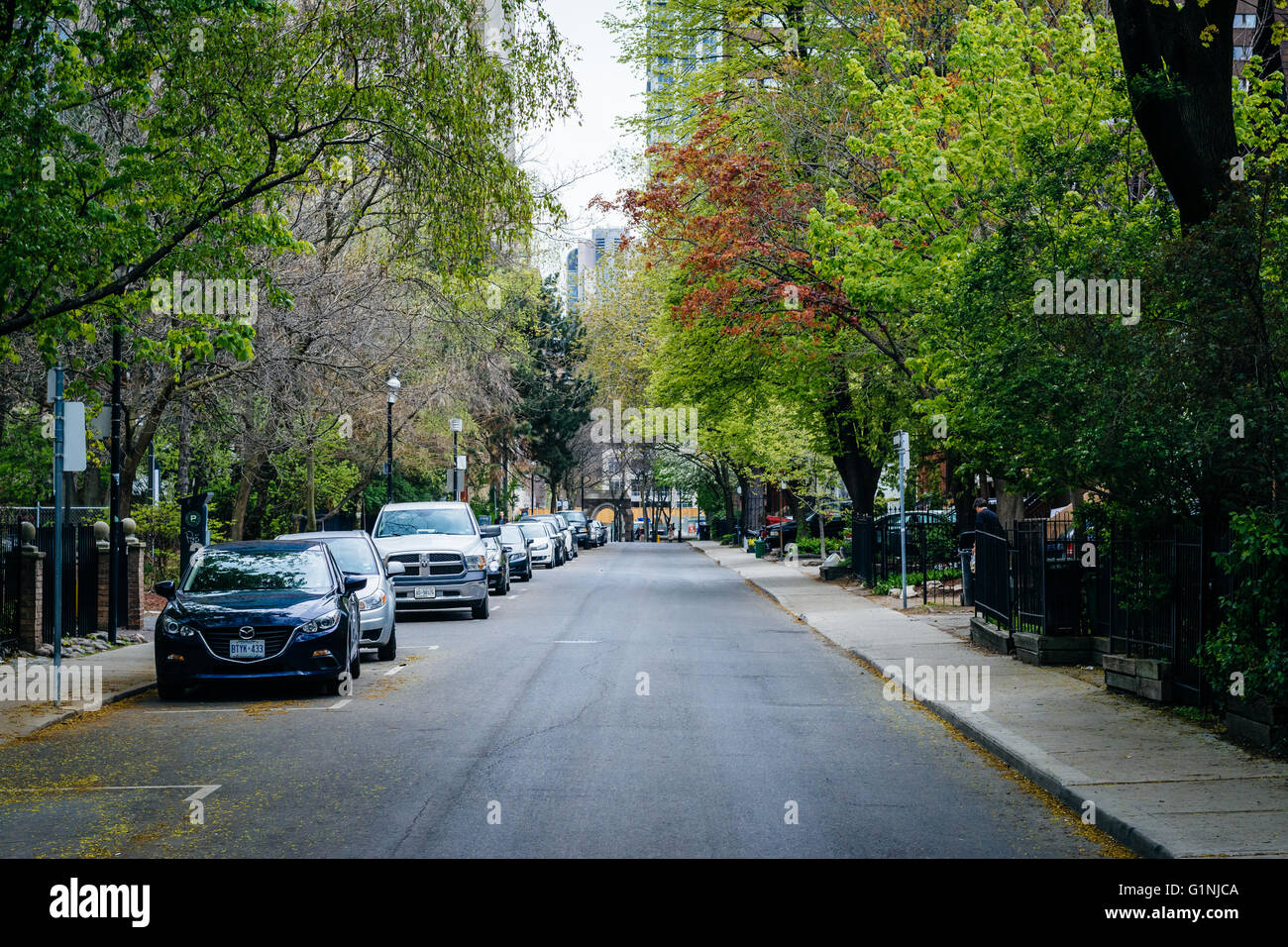 Houses and spring color on McGill Street, near Ryerson University, in