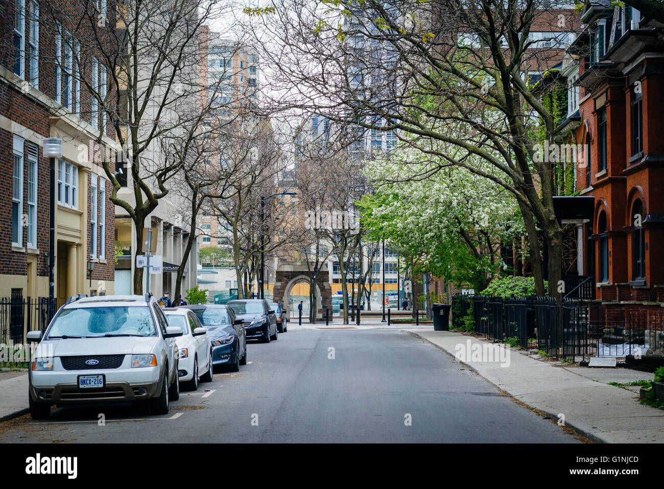 Houses and spring color on McGill Street, near Ryerson University, in