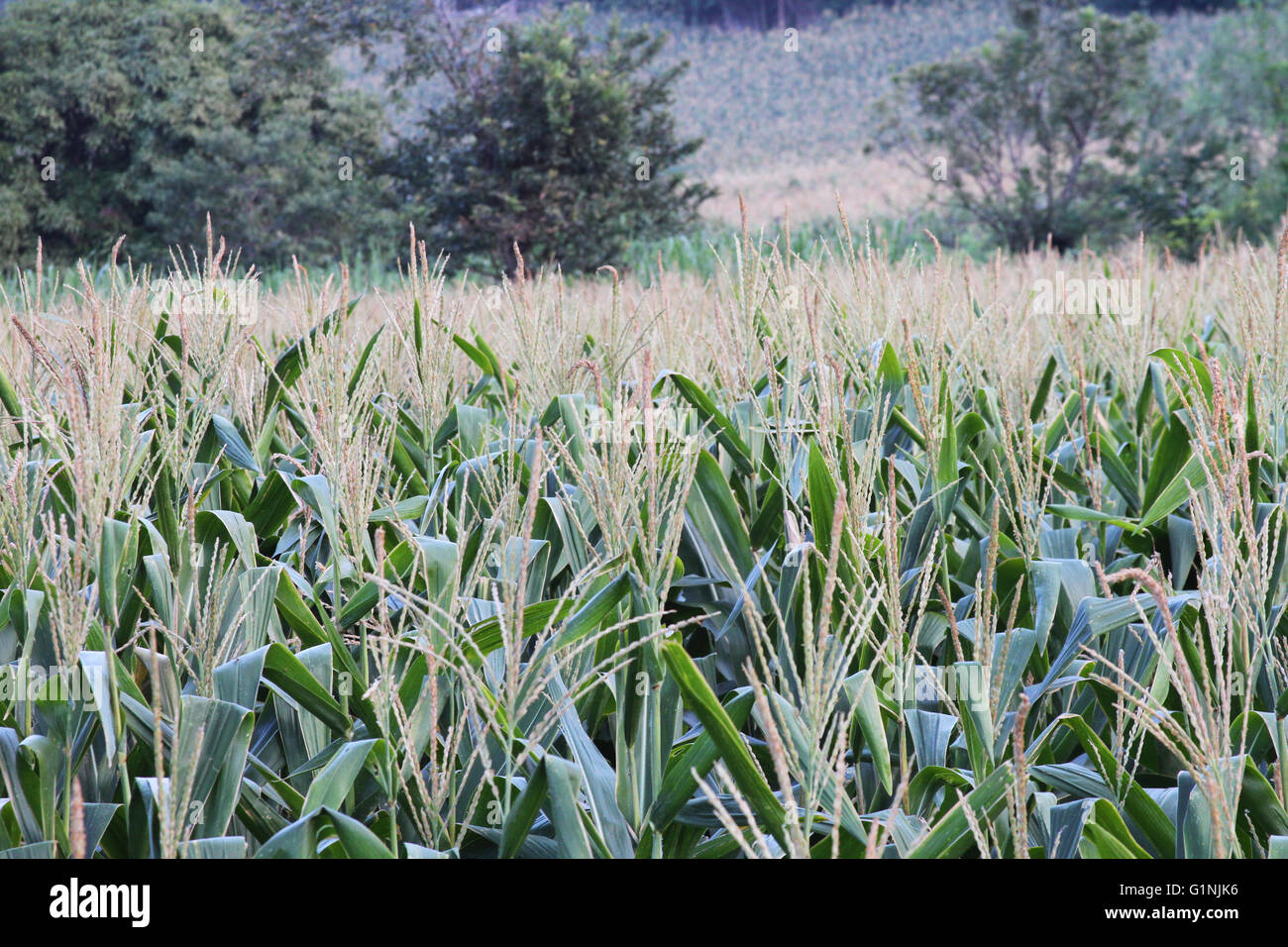 Close up of cornfield with tassels on the corn plants and trees in the background in Peru Stock Photo
