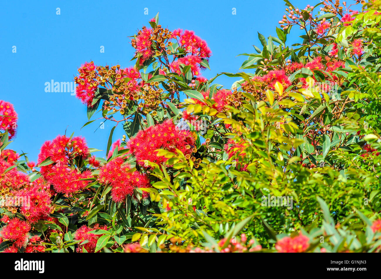 Native Australian Flowers Stock Photo Alamy