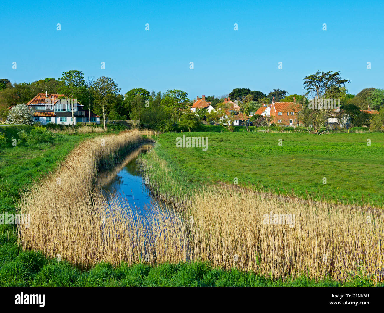 Reedbed at Walberswick, Suffolk, England UK Stock Photo
