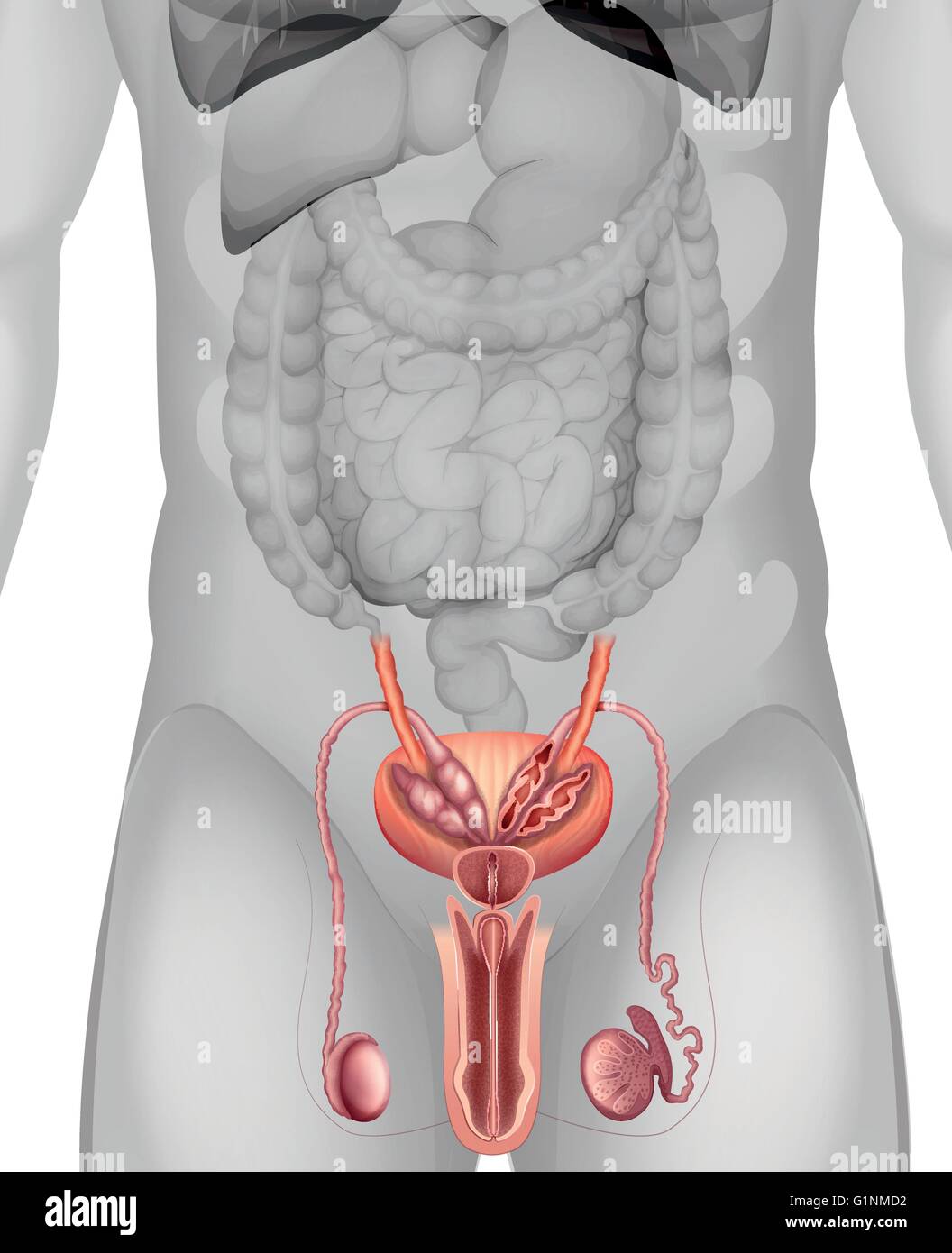 Male genitals diagram in detail illustration Stock Vector