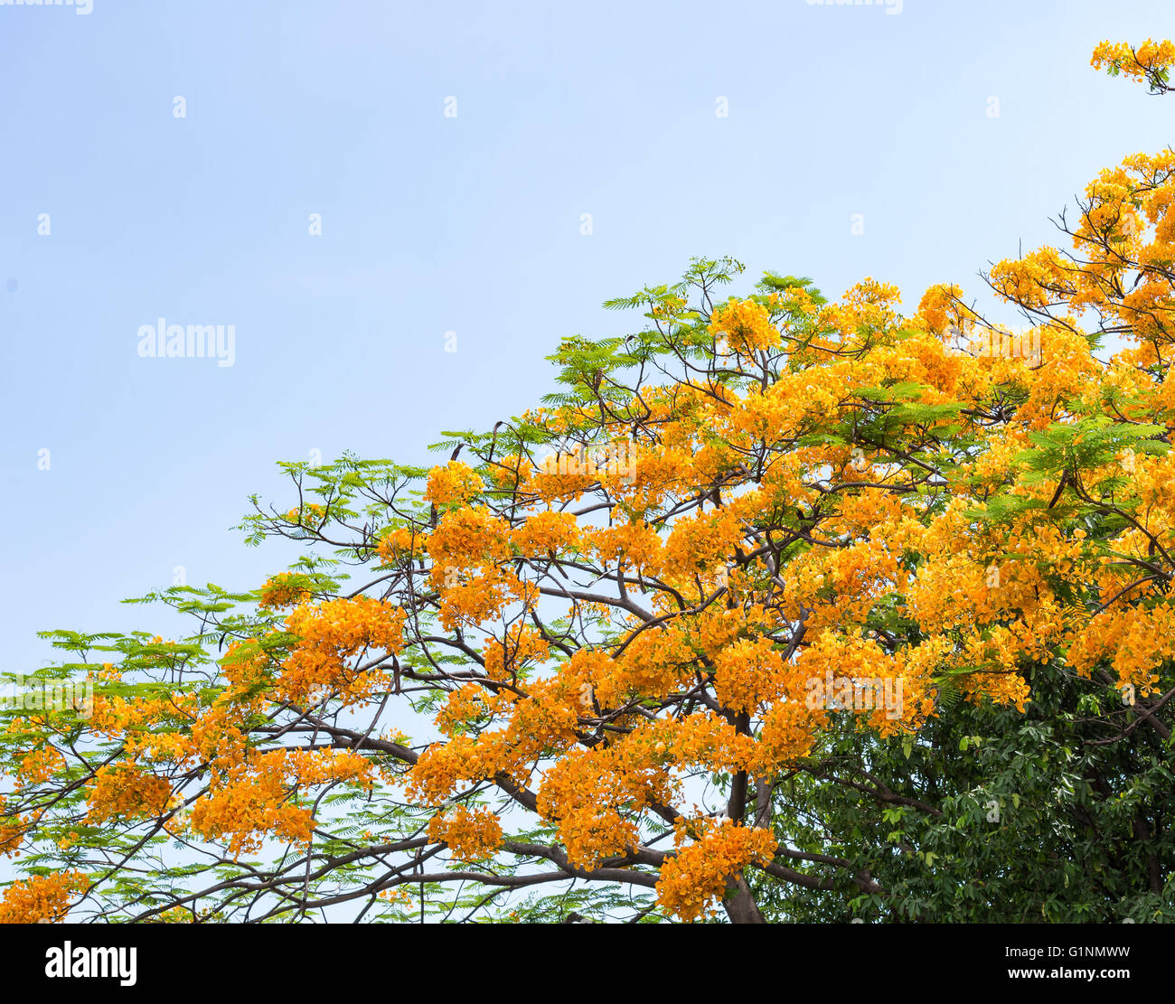 Peacock flower tree is blooming under the clear blue sky Stock Photo
