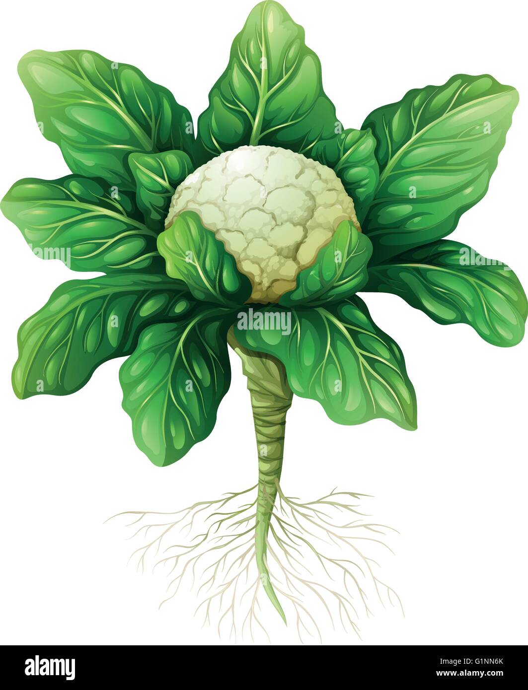Cauliflower with leaves and roots illustration Stock Vector Image & Art