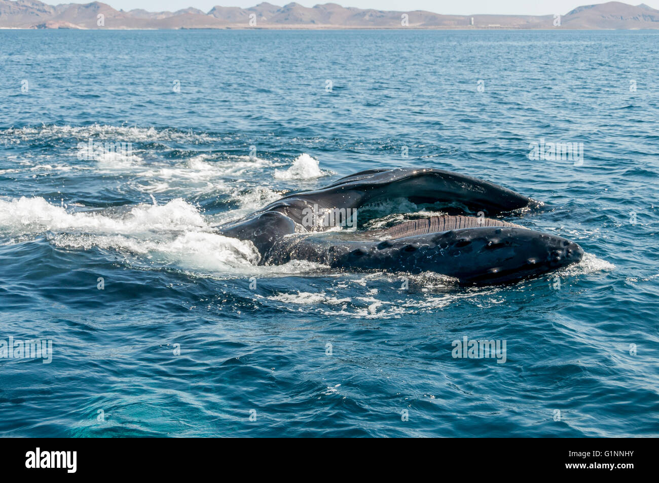 Humpback whale feeding in Sea of Cortez / Cortes sideways showing open mouth w/ baleen, near La Paz, Baja California Sur, Mexico Stock Photo