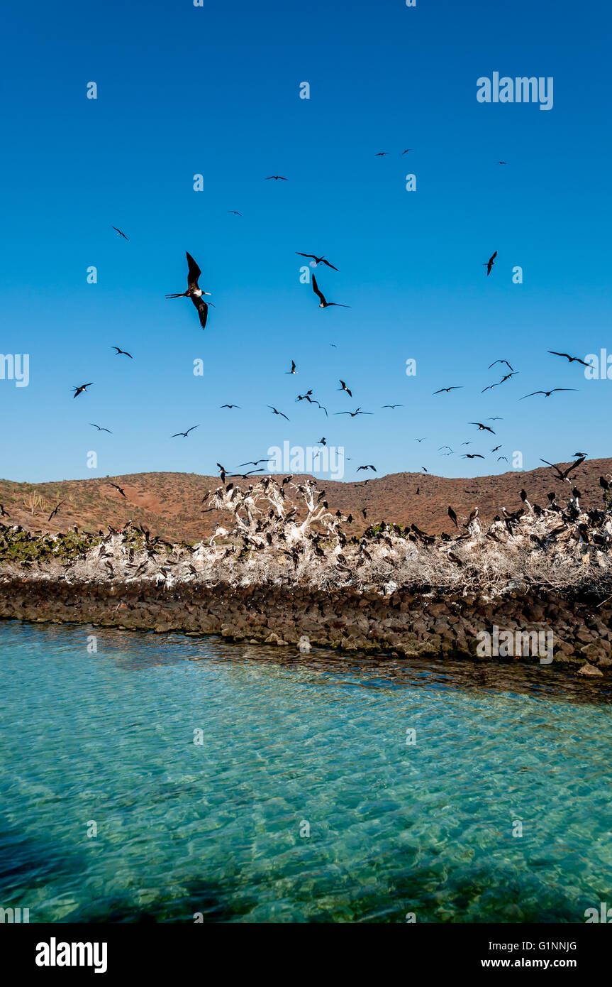 Frigate birds fill sky above turquoise water at a rookery. Isla Espiritu Santo in the Sea of Cortez / Cortes,  Baja Sur, Mexico. Stock Photo