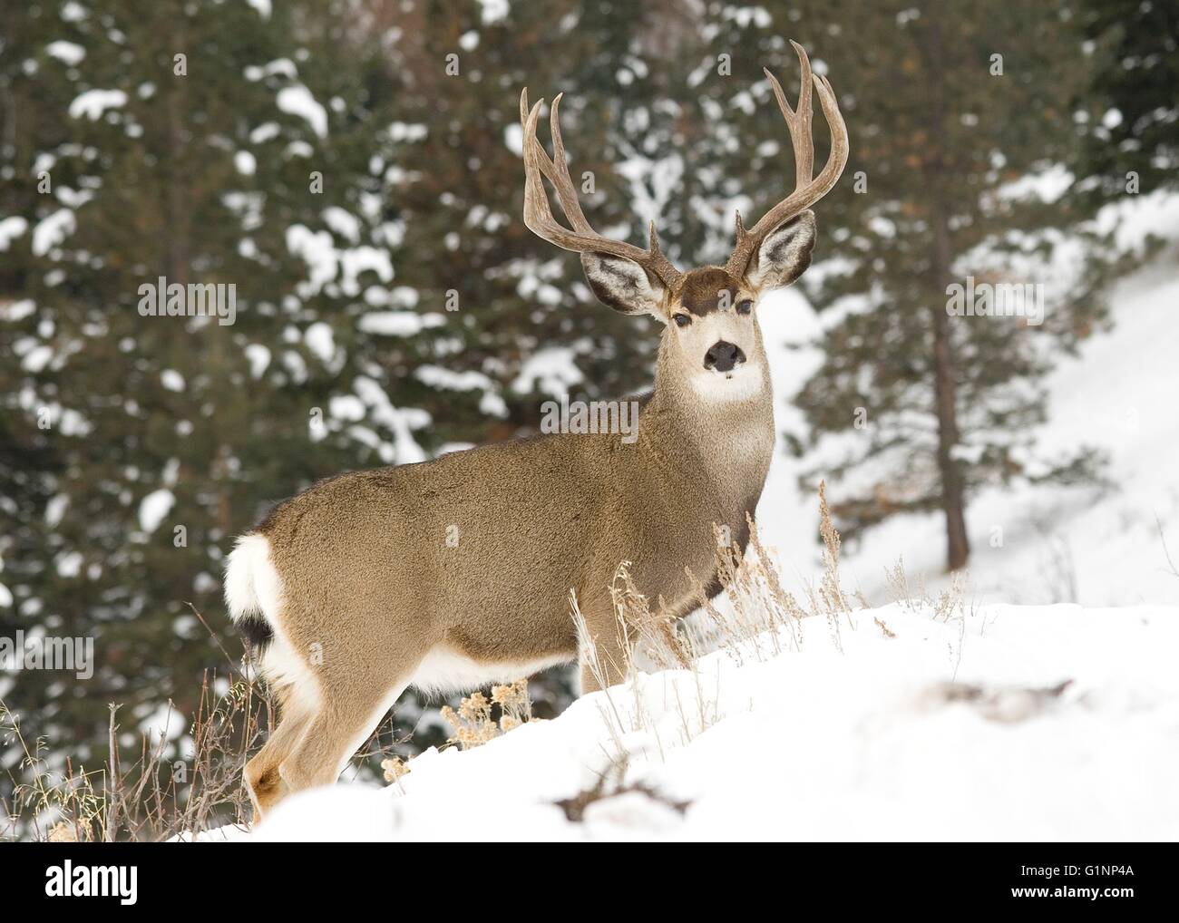 A mule deer buck in snow at the Lostine Wildlife Area, Oregon. Stock Photo