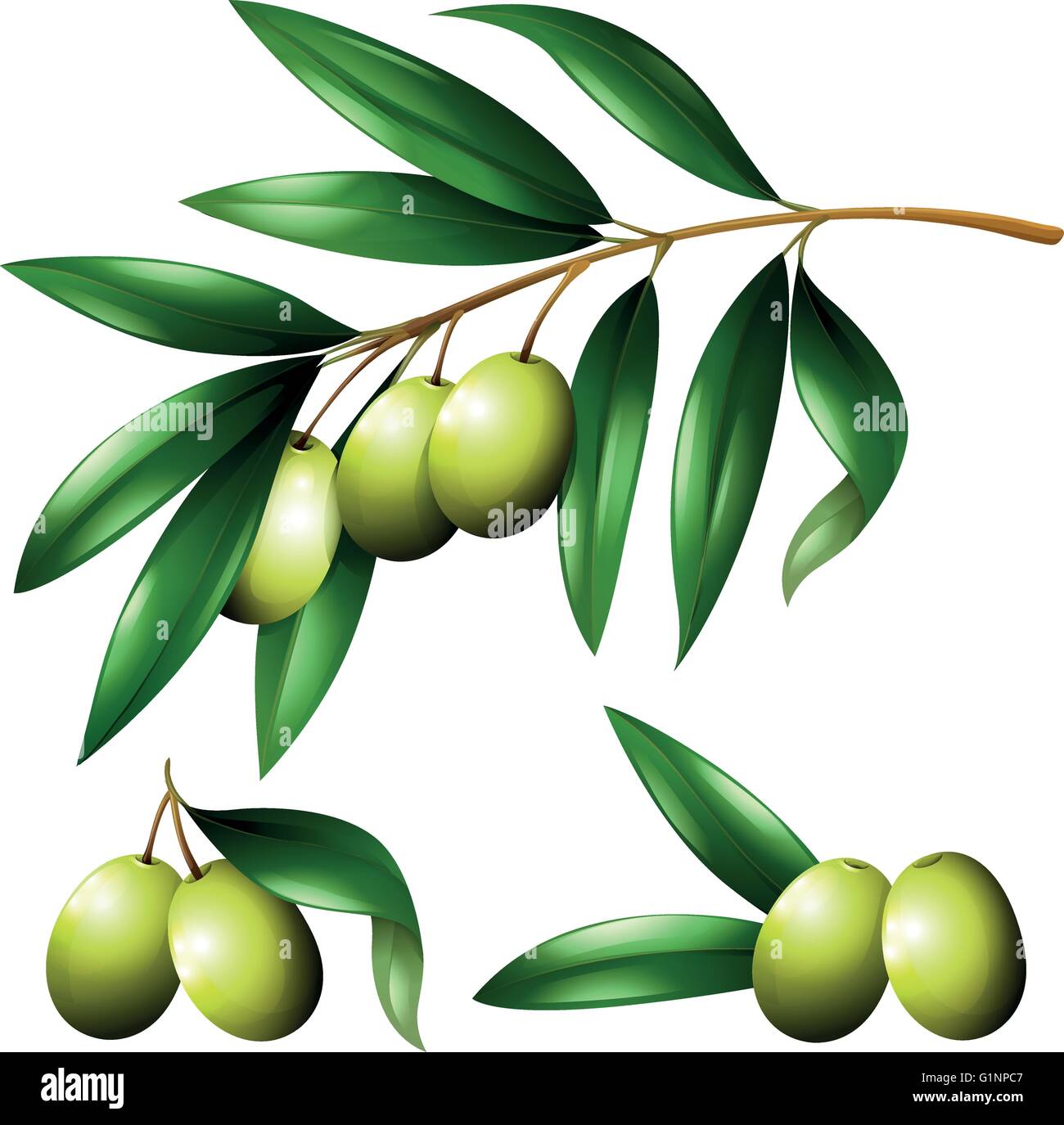 Green olives on the branch illustration Stock Vector Image & Art - Alamy