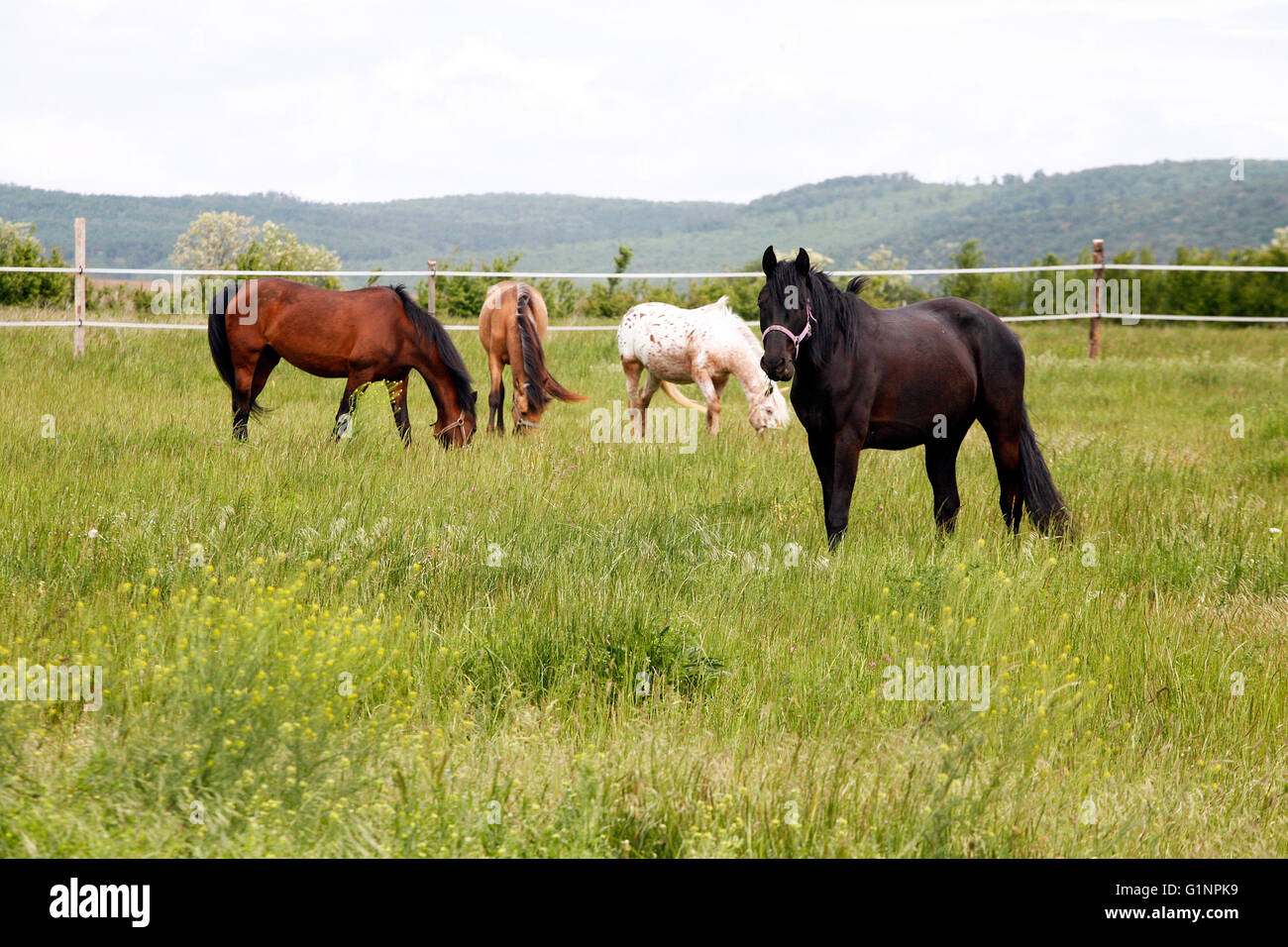 Лошади на выпасе. Лошади на выпасе. Как пасут лошадей. Как пасут лошадей. Как пасут лошадей.