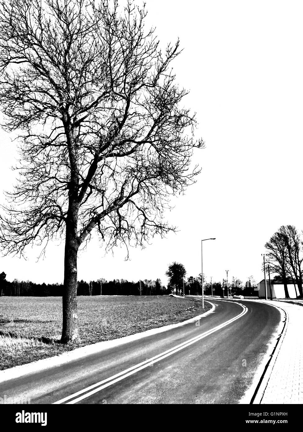 Asphalt tree Black and White Stock Photos Images Alamy