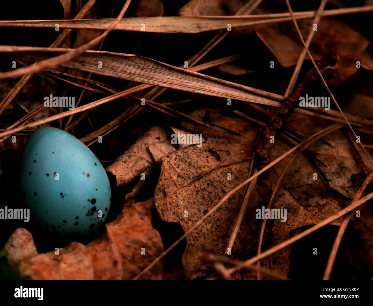 Bird's egg found in the woods Stock Photo