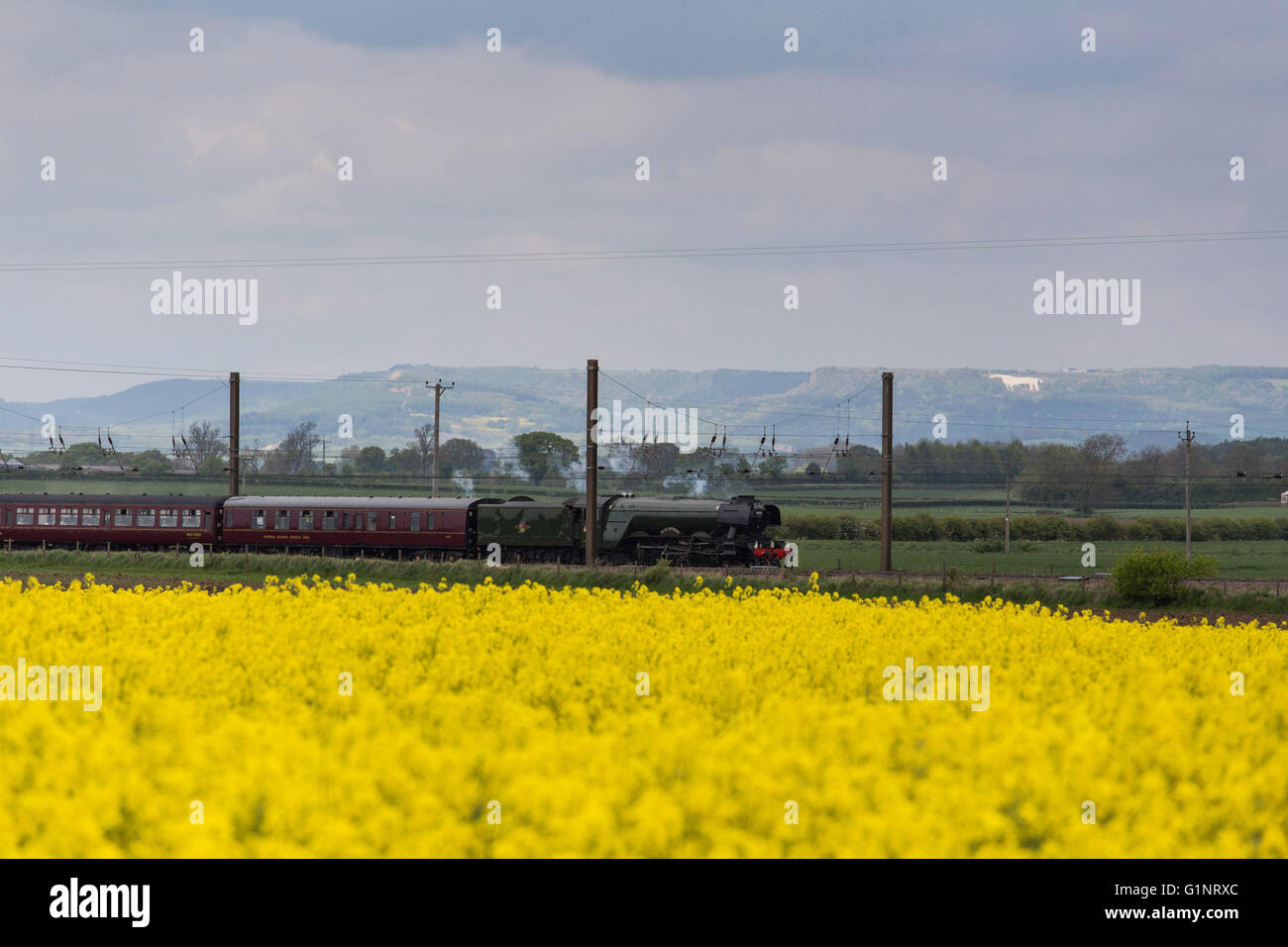 Raskelf, North Yorkshire. 17 May 2016. The Flying Scotsman, a Pacific steam locomotive originally built in 1923, passes through fields nearby Raskelf, North Yorkshire, as it makes a return journey south from Edinburgh to York, on 17 May 2016. Credit:  Harry Whitehead/Alamy Live News Stock Photo