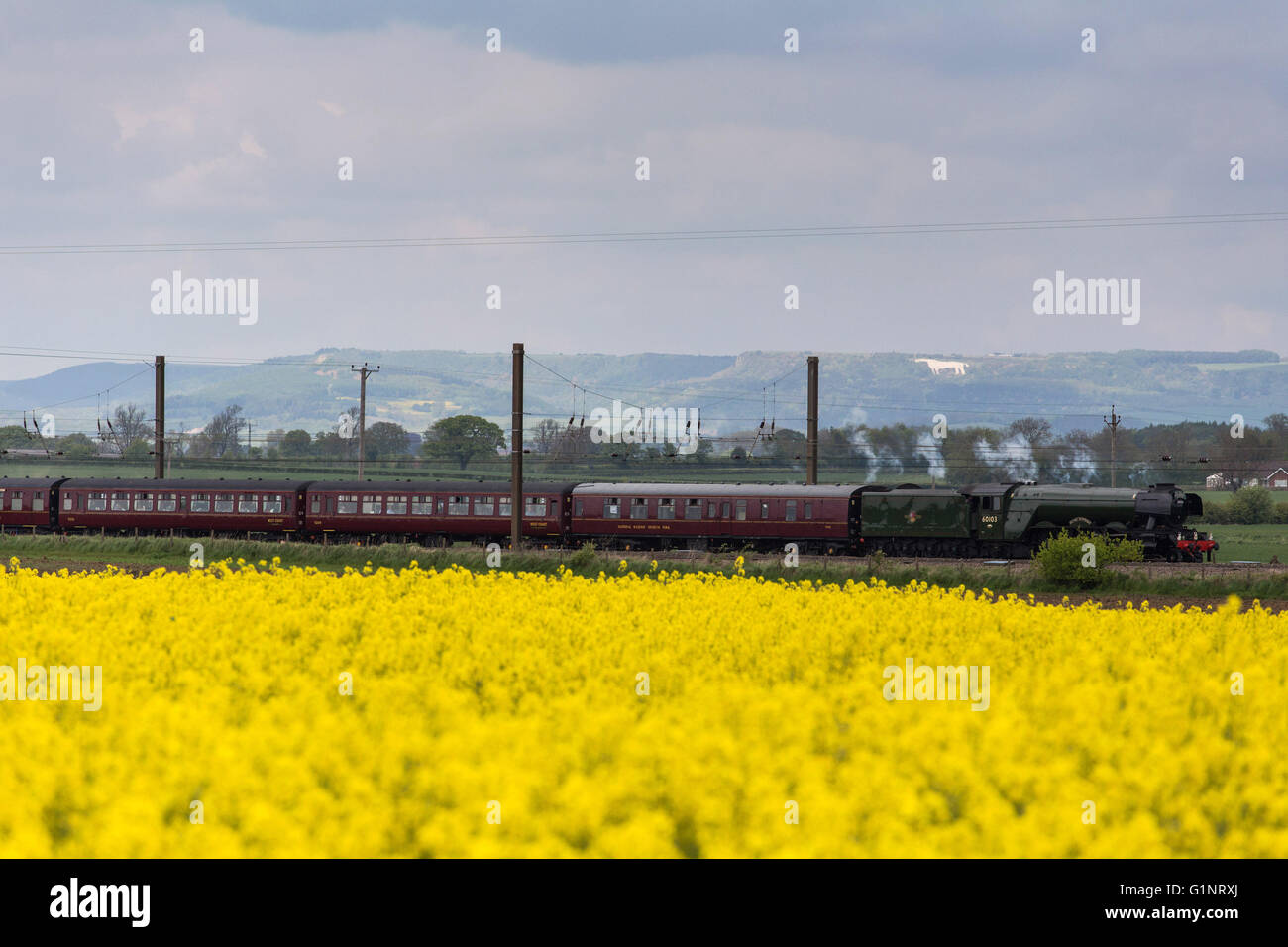 Raskelf, North Yorkshire. 17 May 2016. The Flying Scotsman, a Pacific steam locomotive originally built in 1923, passes through fields nearby Raskelf, North Yorkshire, as it makes a return journey south from Edinburgh to York, on 17 May 2016. Credit:  Harry Whitehead/Alamy Live News Stock Photo