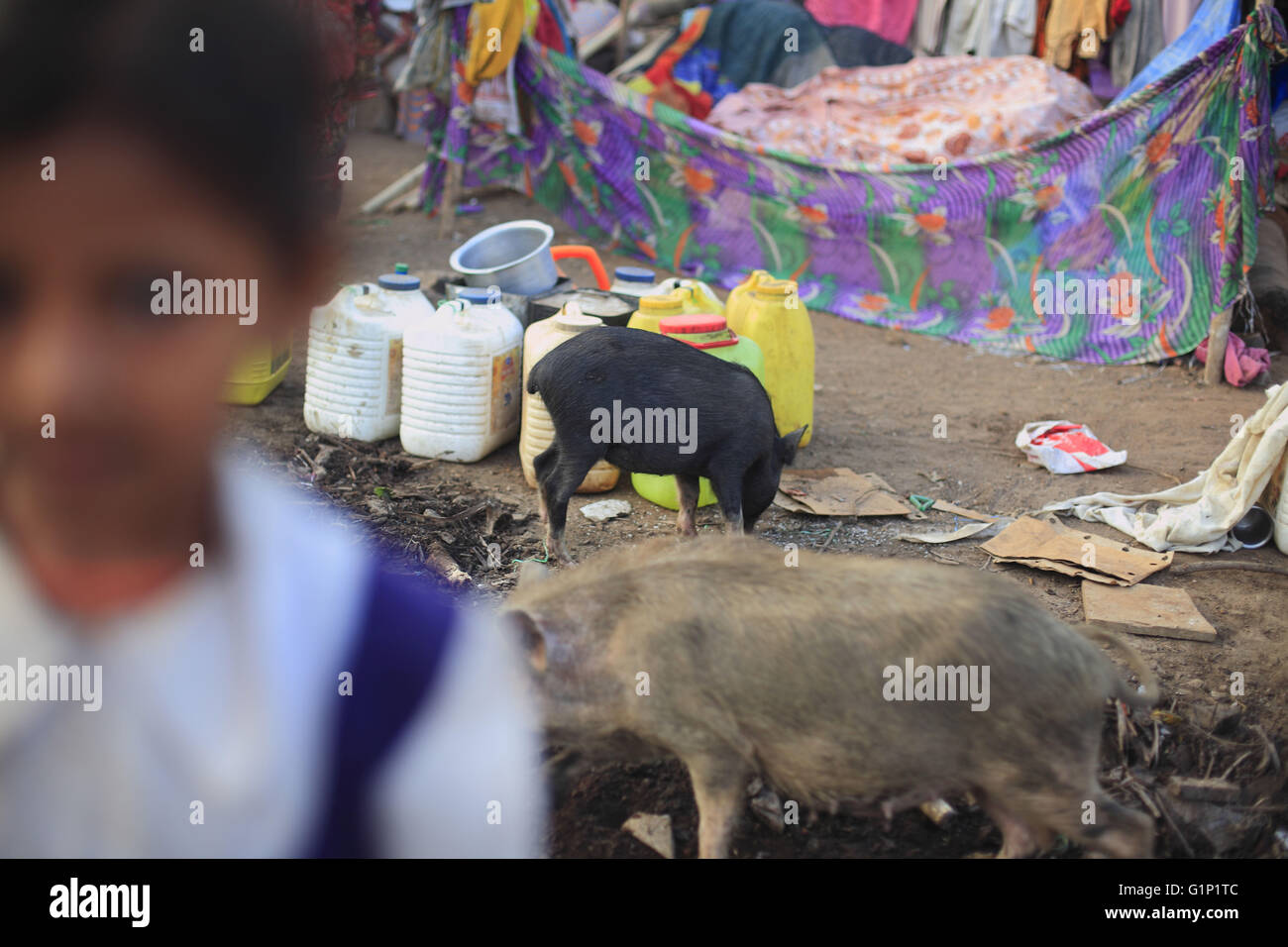 Mumbai, Maharashtra, India. 15th May, 2016. 15 May 2016 - Mumbai - INDIA.Pigs from the adjoining swam frequently raid The Temporary Drought Refugee Camp at Barvenagar at Ghatkopar in Mumbai.India's Drought Refugees.Owing to the worst Drought In Maharashtra in decades ; migration to cities has now become a massive phenomena among those affected by the continuing drought. © Subhash Sharma/ZUMA Wire/Alamy Live News Stock Photo