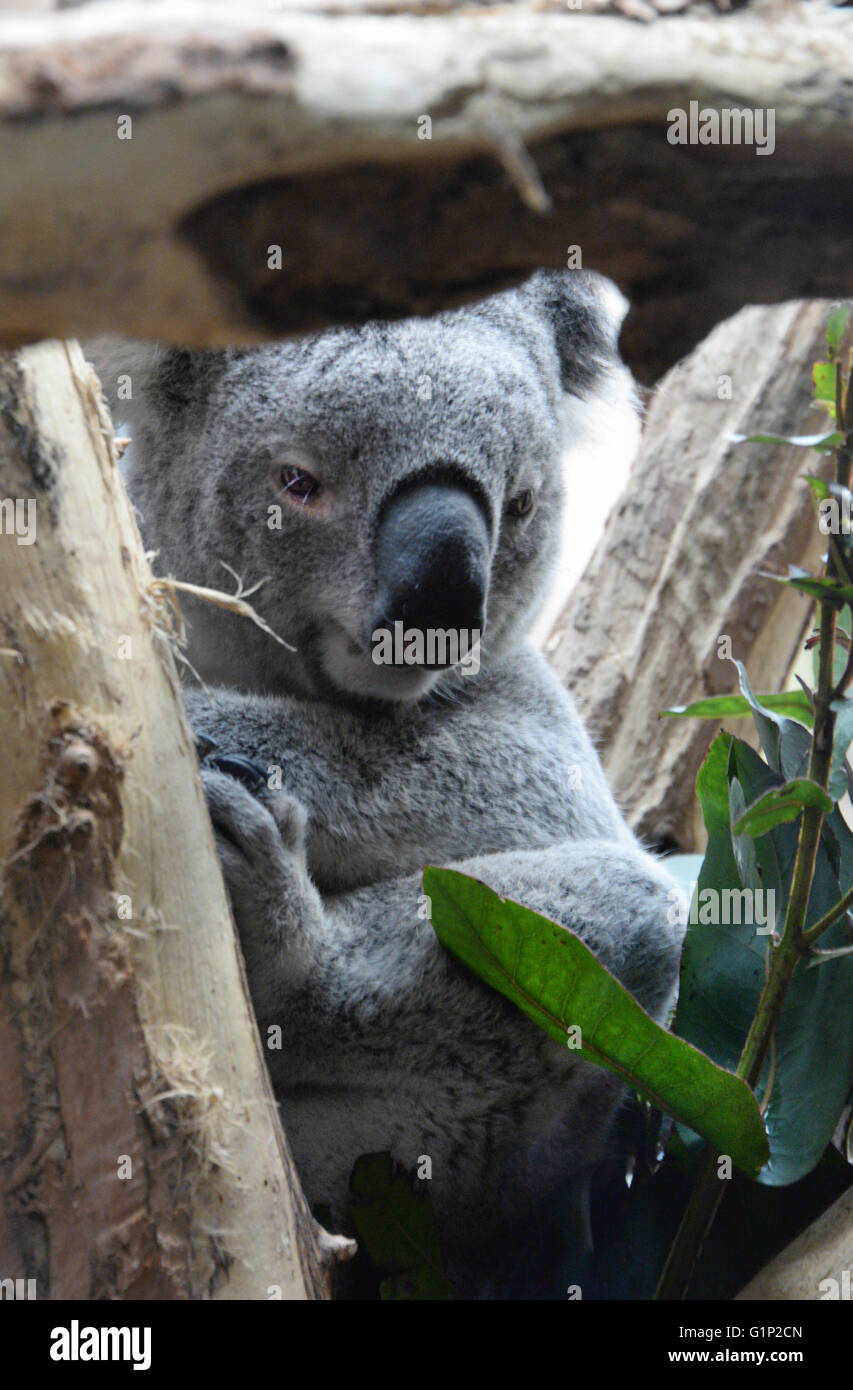 In The Leipzig Zoo The Male Koala Oobi-Ooobi Is Sitting On A Tree In ...