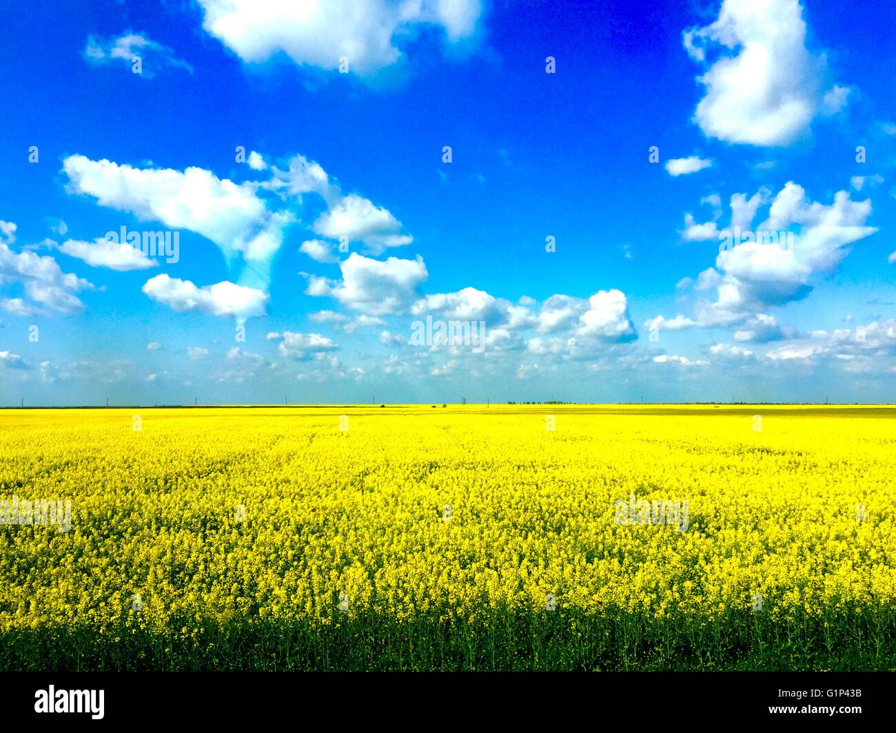 Rapeseed agriculture hi-res stock photography and images - Alamy