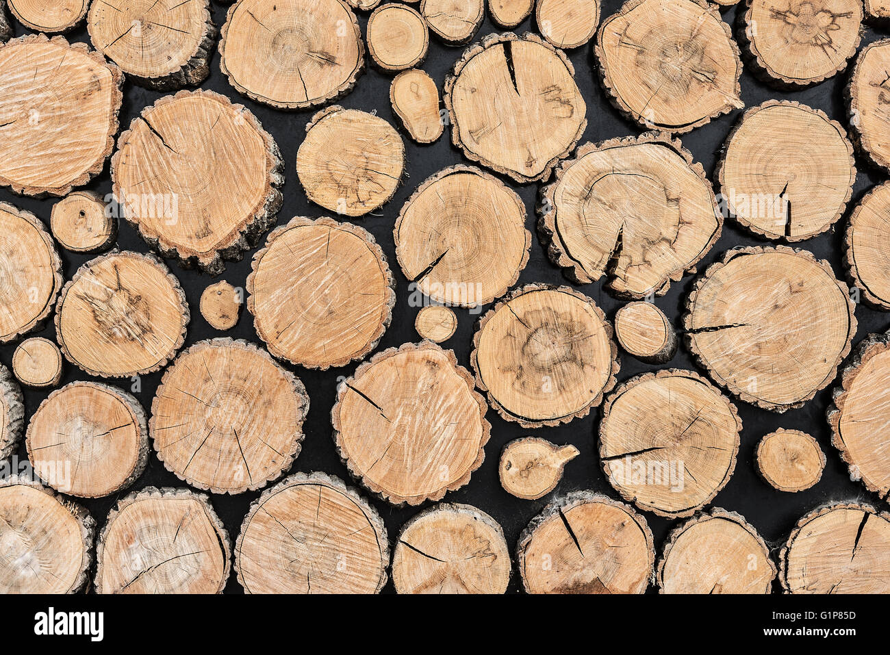 Tree stumps background. Ecologically clean floor or wall decoration of the tree stumps. Stock Photo