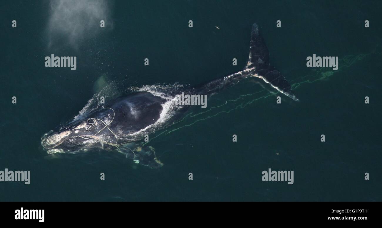 A North Atlantic right whale swims with a fishing net tangled around her head December 30, 2010 off the coast off Daytona Beach, Florida. The right whale is among the most endangered whales in the world. Stock Photo