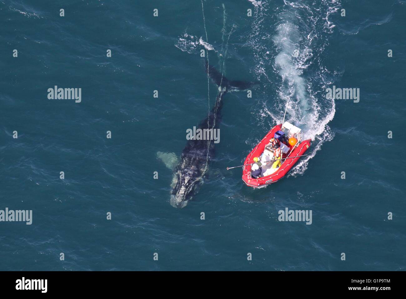 Scientists from NOAA Fisheries Service approach a young North Atlantic right whale to disentangle it from a fishing net around her head January 15, 2011 off the coast off Cape Canaveral, Florida. The right whale is among the most endangered whales in the world. Stock Photo