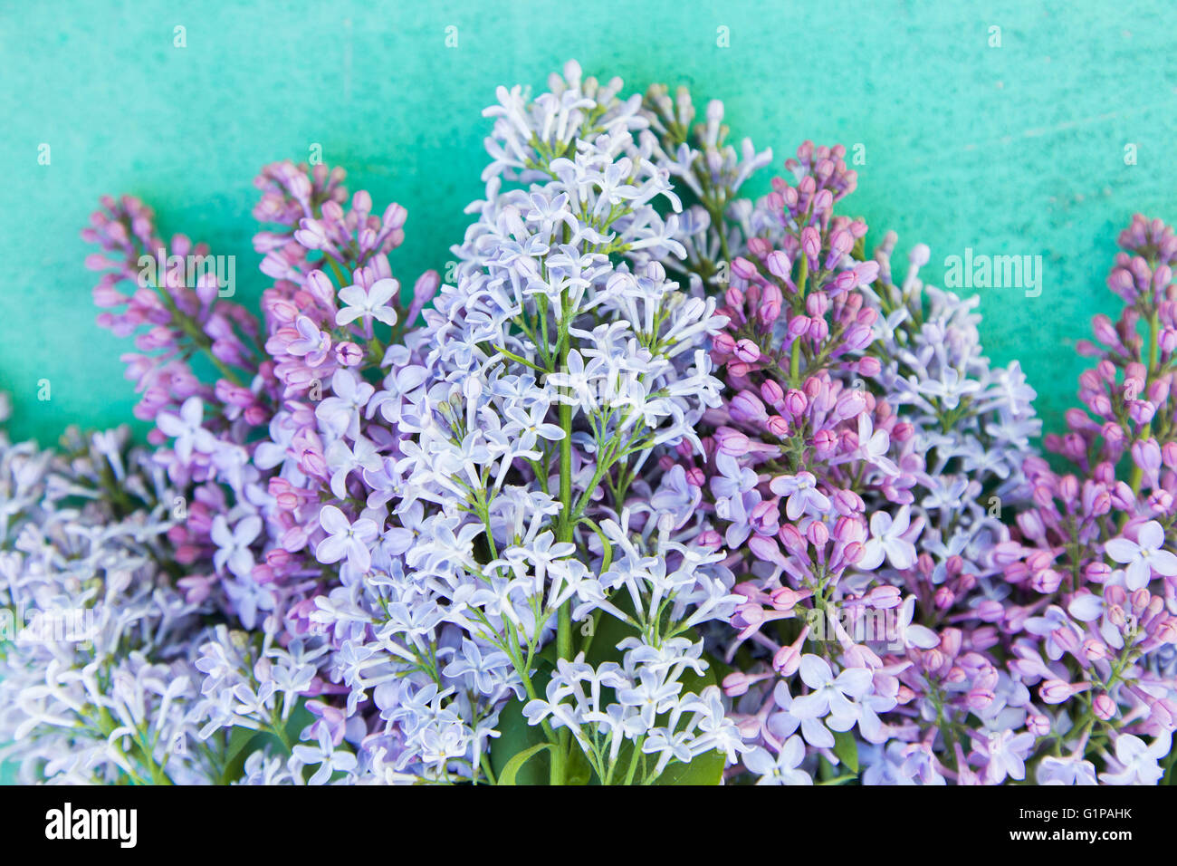 Vivid blue flowers hi-res stock photography and images - Alamy