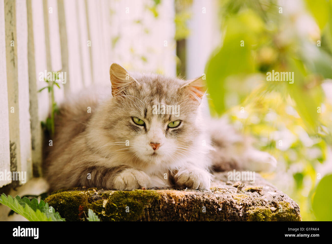 Beautiful grey cat lying on the bench outdoor Stock Photo - Alamy