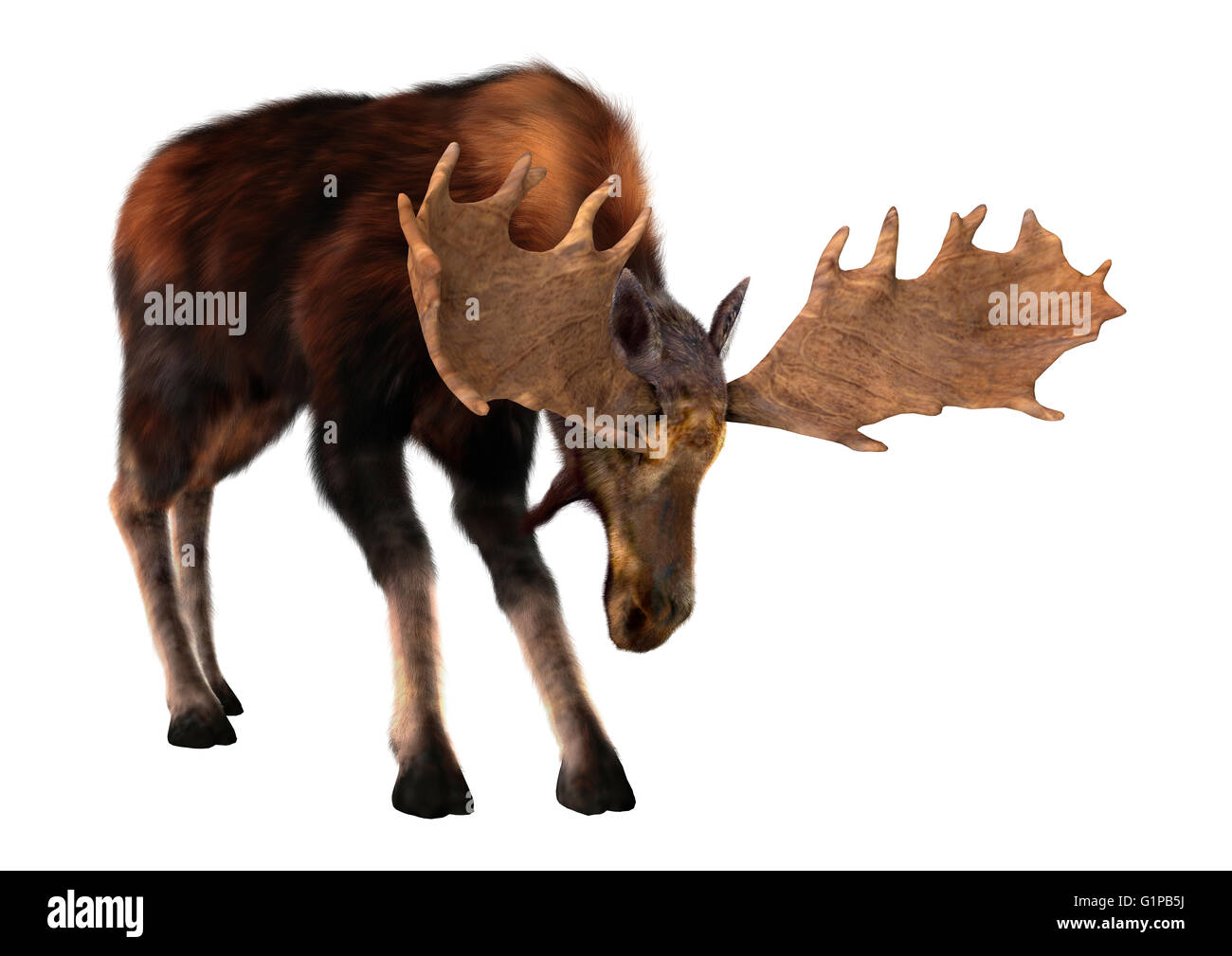 3D rendering of a male moose isolated on white background Stock Photo
