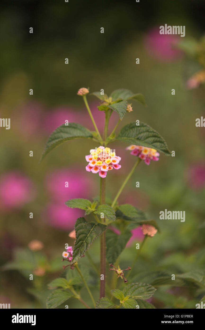 Yellow and pink flowers on butterfly bush Lantana camara in Santa Monica California on a tan background. Stock Photo