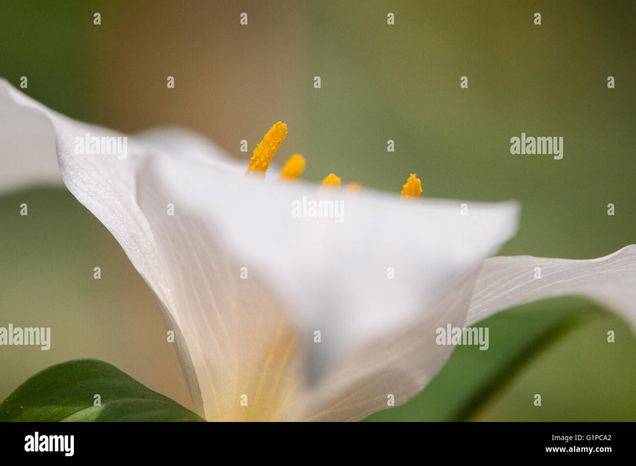 A closeup of a Pacific Trillium (Trillium ovatum) blossom. Washington, United States. Stock Photo
