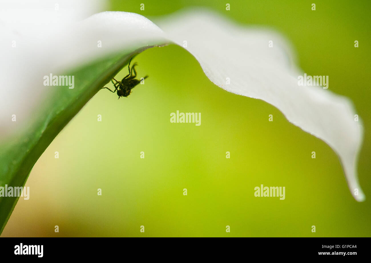 A closeup of a fly perched on the underside of a Pacific Trillium (Trillium ovatum) blossom. Washington, United States. Stock Photo