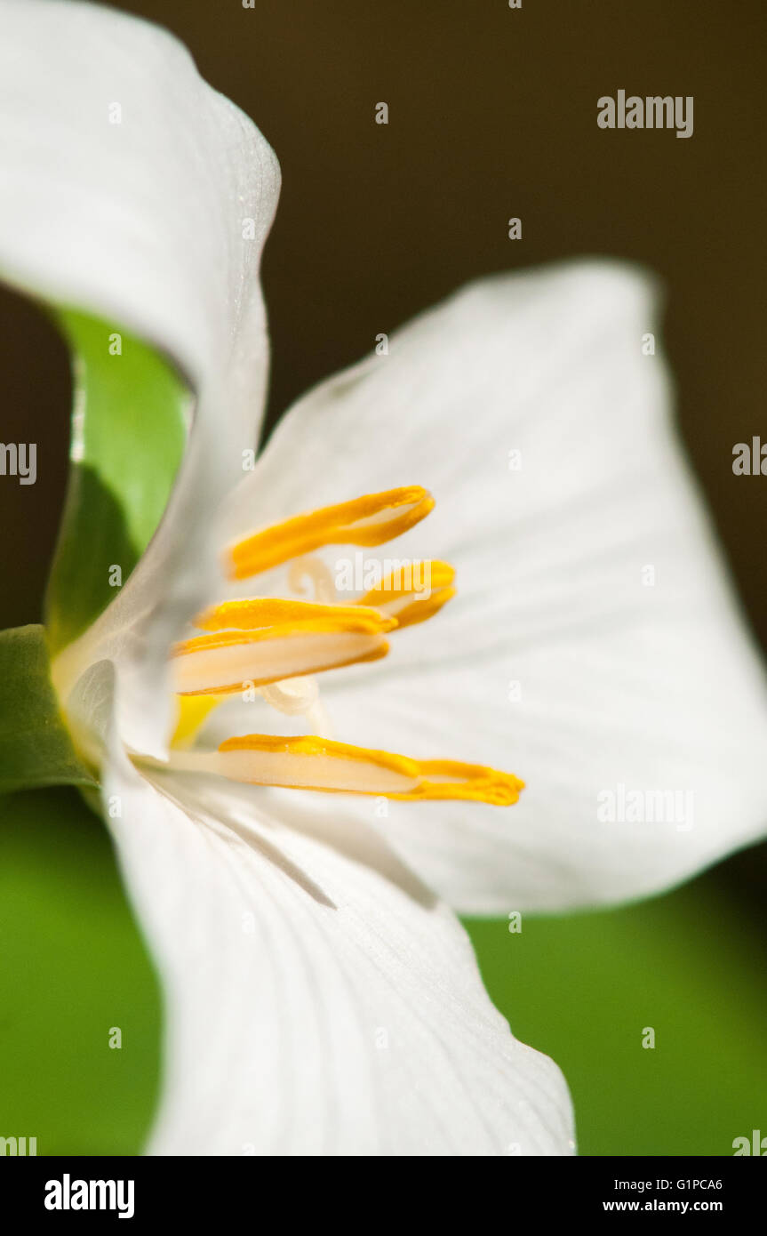 A closeup of a Pacific Trillium (Trillium ovatum) blossom. Washington, United States. Stock Photo