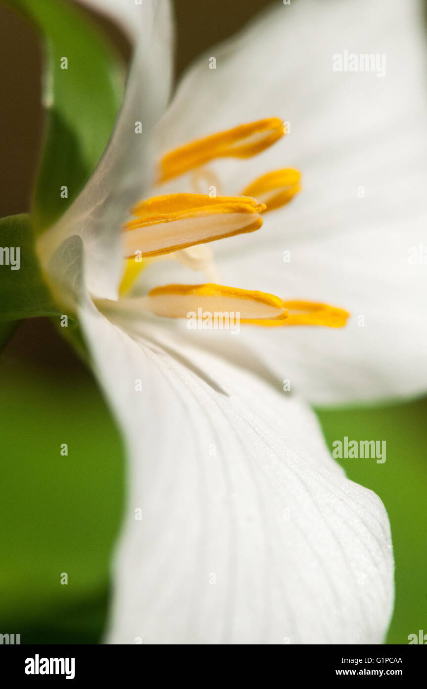 A closeup of a Pacific Trillium (Trillium ovatum) blossom. Washington, United States. Stock Photo