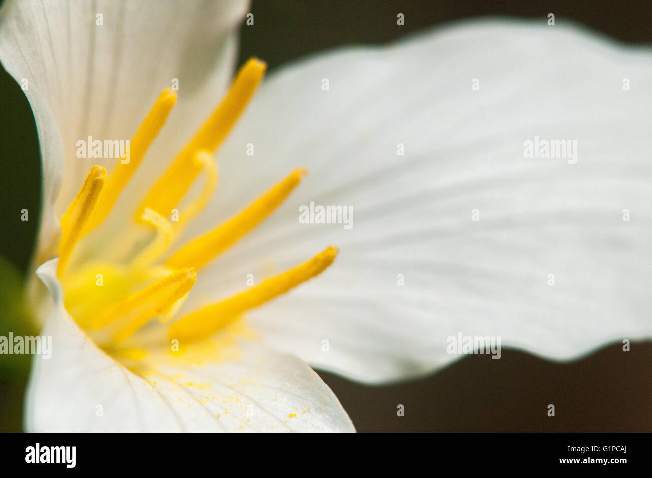 A closeup of a Pacific Trillium (Trillium ovatum) blossom. Washington, United States. Stock Photo