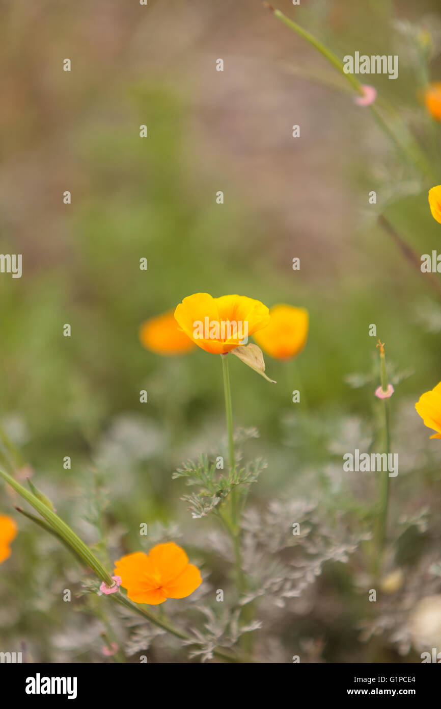 Close up of an orange California Poppy flower Eschscholzia californica in a field Stock Photo